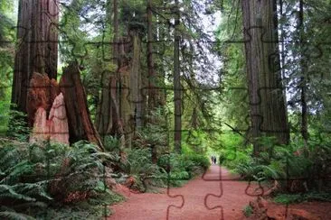 Redwoods in Big Tree Grove