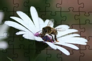 פאזל של Abeja