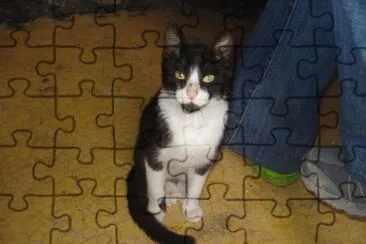 Gatituu!:3  jigsaw puzzle