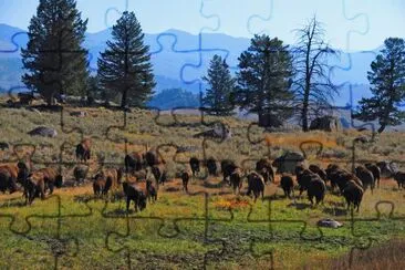 Bison, Yellowstone jigsaw puzzle