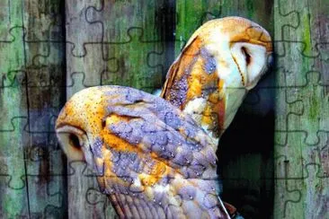 barn owls