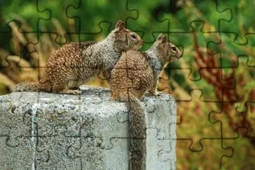 Squirrels jigsaw puzzle