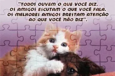 gatinho