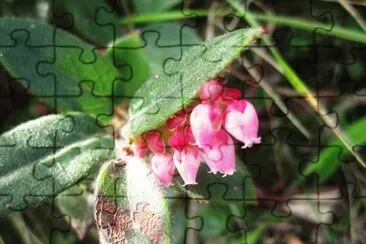 Flora Pululahua jigsaw puzzle