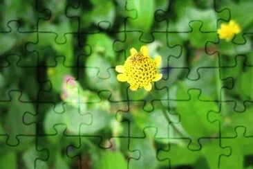 Flora Pululahua jigsaw puzzle