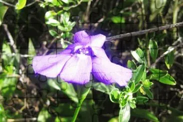 Flora Pululahua