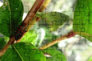 Fauna Pululahua jigsaw puzzle