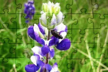 Flora-Fauna Pululahua jigsaw puzzle