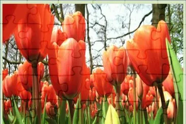 Tulipanes Rojos jigsaw puzzle