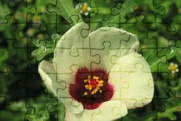 Hibiscus Trionum jigsaw puzzle