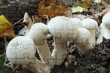 Lycoperdon Perlatum