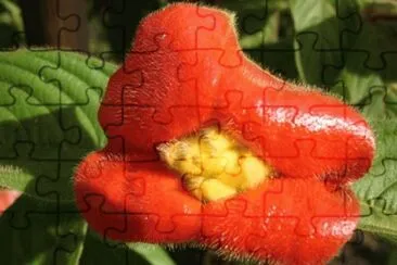 Psychotria Poeppigiana - Costa Rica