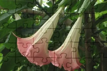 Brugmansia Suaveolens jigsaw puzzle