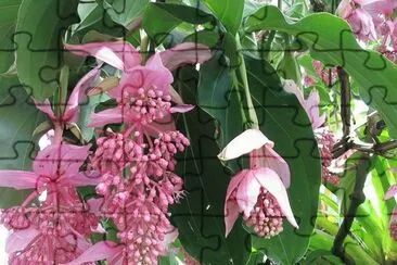 Medinilla Magnifica - Filipinas jigsaw puzzle