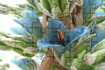 Puya Berteroana - Australia jigsaw puzzle