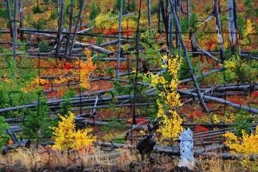 After the fire, Yellowstone