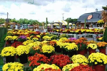 Chrysanthemums