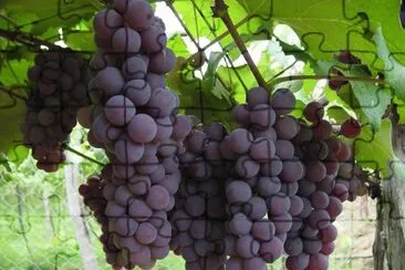 פאזל של Uvas