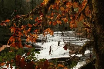 Pond on Vancouver Island, British Columbia, Canada