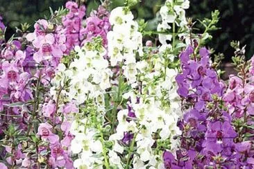 Angelonia Garden Flowers