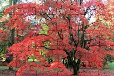 red leaves of autumn