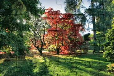 Sunlight on Autumn trees