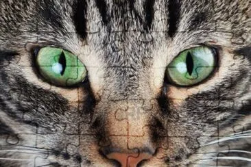 cara de gato jigsaw puzzle