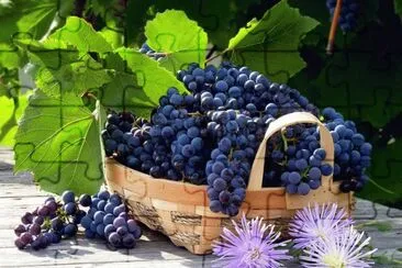 uvas