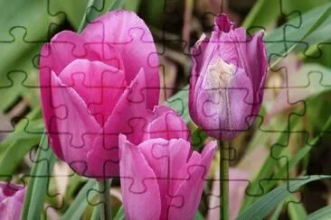 tulipanes