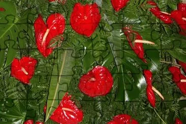 Anthurium