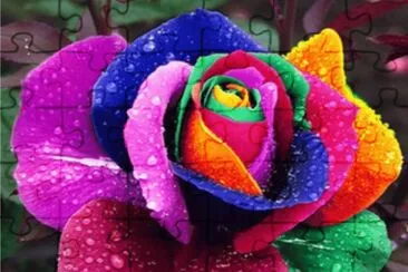 rosa de colores