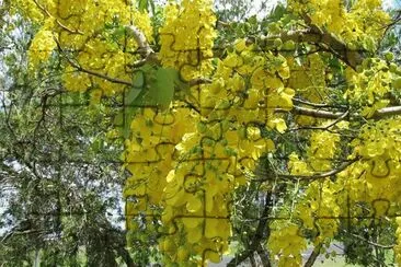 Cassia Fistula - Mexico jigsaw puzzle