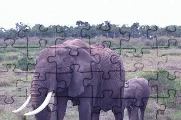 Elefantes Africanos jigsaw puzzle