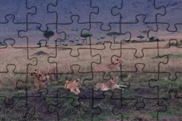 Leões Africanos jigsaw puzzle