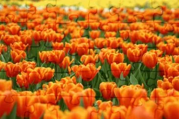 Tulips Field