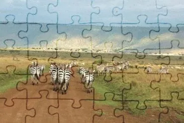 Zebras