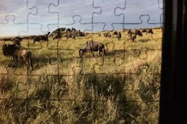 Gnus