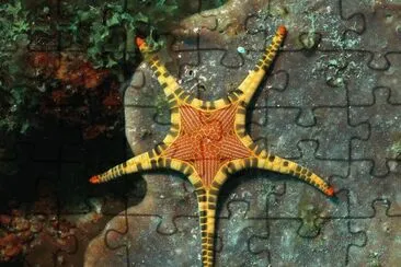 Sea Star