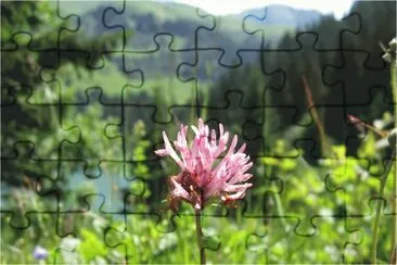 Gros plan d 'une fleur jigsaw puzzle