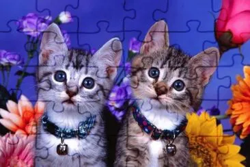 gatos gemelos jigsaw puzzle