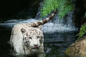 Hermoso tigre blanco