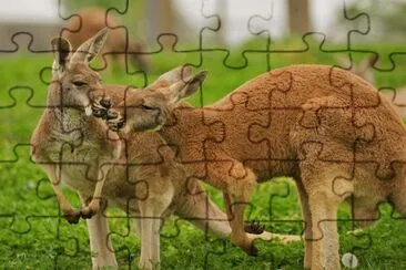 Canguru jigsaw puzzle