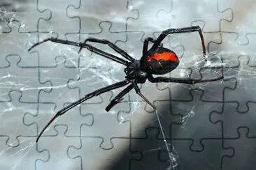 פאזל של Aranha Viuva Negra