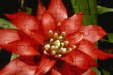 Flores jigsaw puzzle