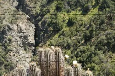 Cactus - Salto de Apoquindo