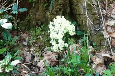 Nature jigsaw puzzle