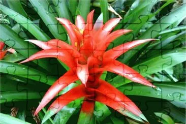 BROMELIA