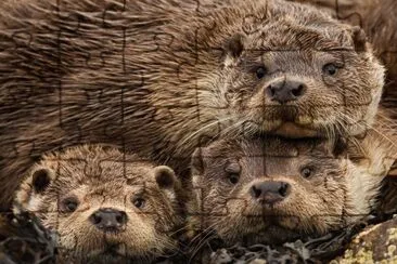 eurasian otters