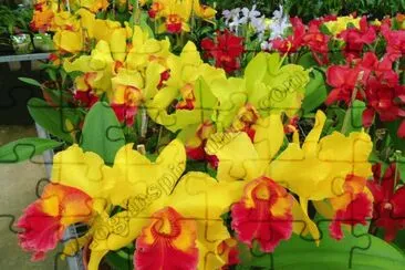 orquidea amarela jigsaw puzzle