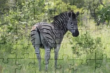 zebra